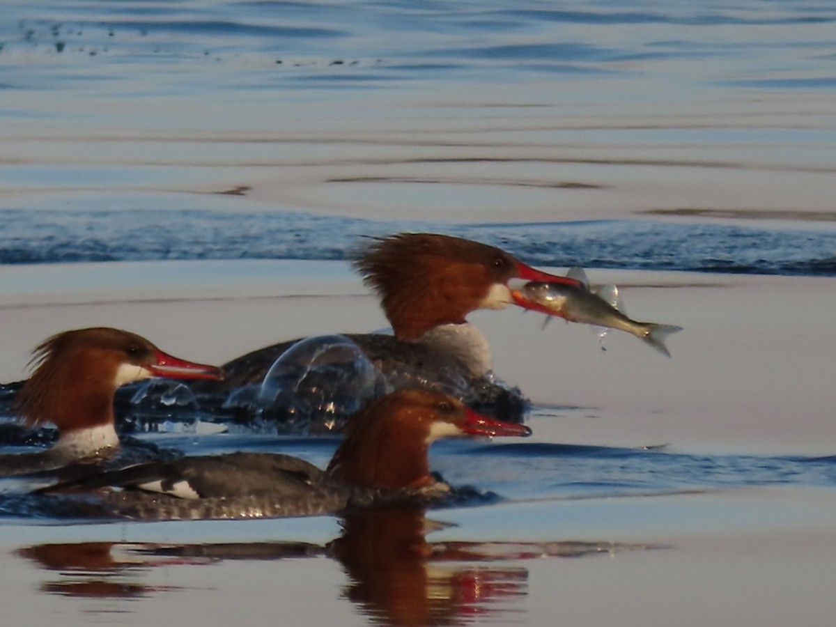 Common Merganser - ML558613471