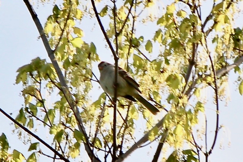 Field Sparrow - ML55861421