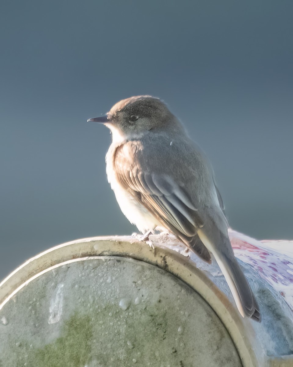 Eastern Phoebe - ML558614551