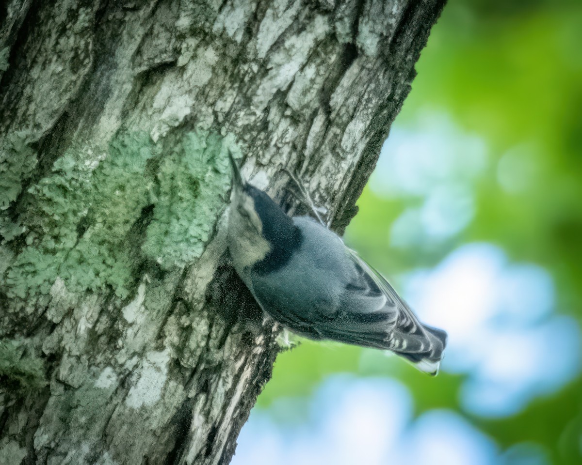 White-breasted Nuthatch - ML558614921