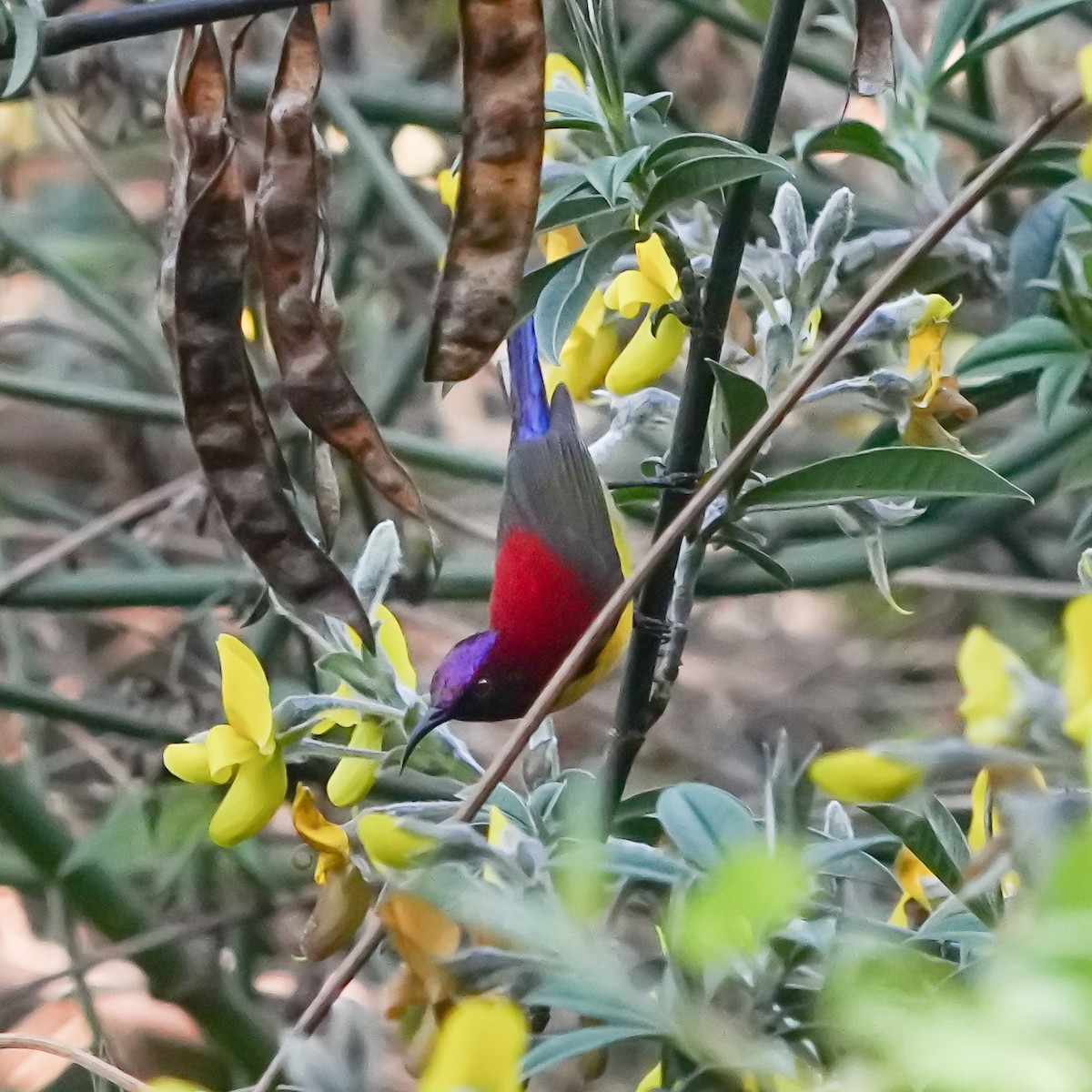 Mrs. Gould's Sunbird (Yellow-breasted) - ML558614951