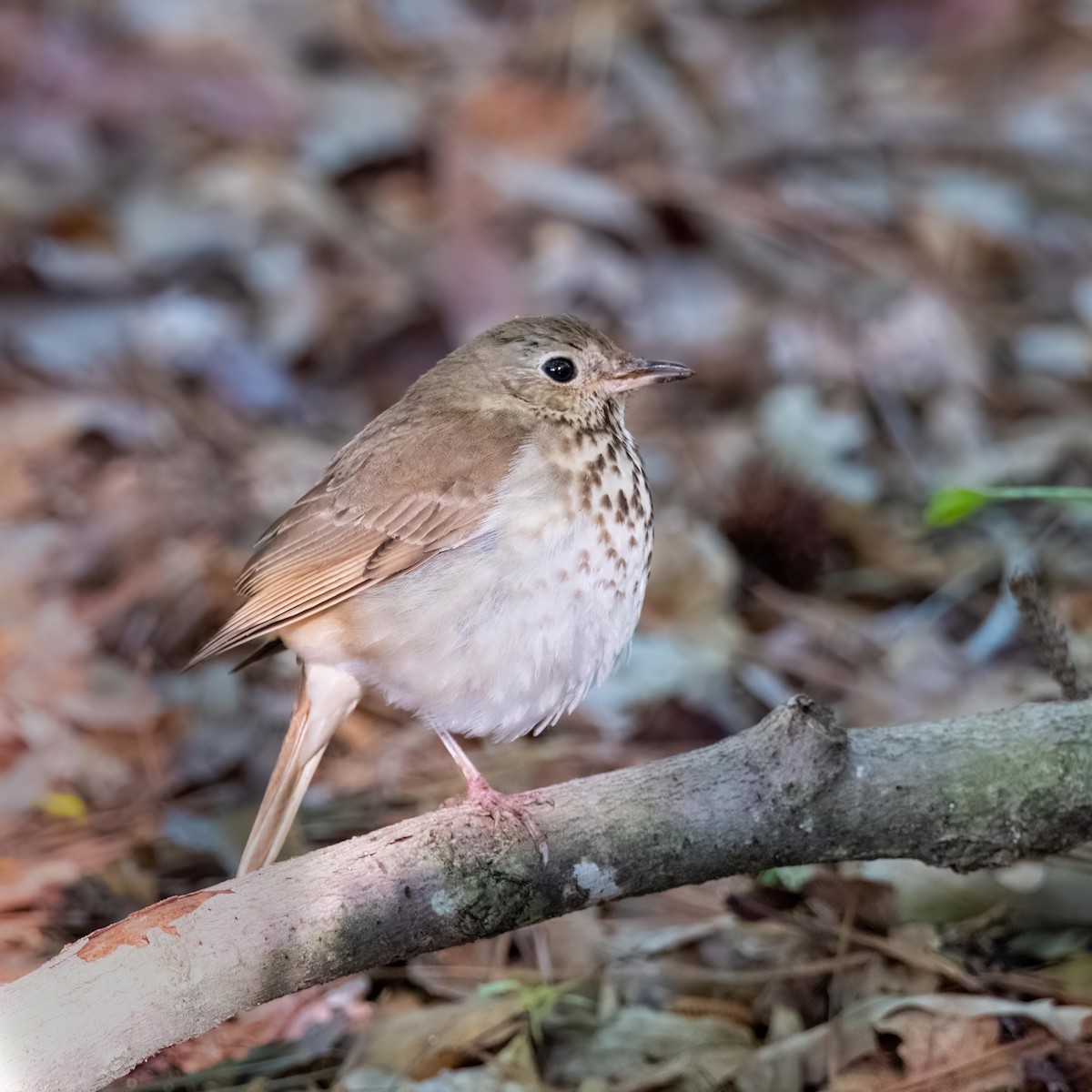 Hermit Thrush - ML558615061