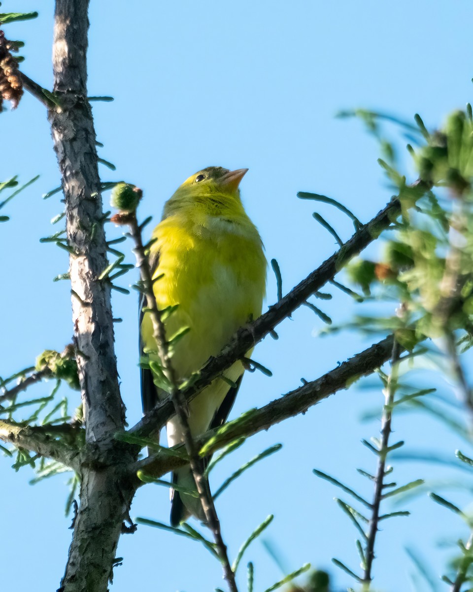American Goldfinch - ML558615121