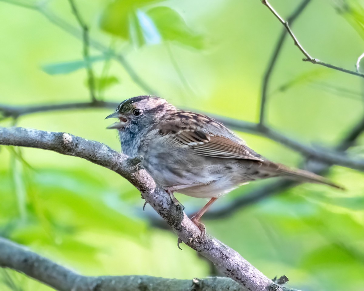 White-throated Sparrow - ML558615211