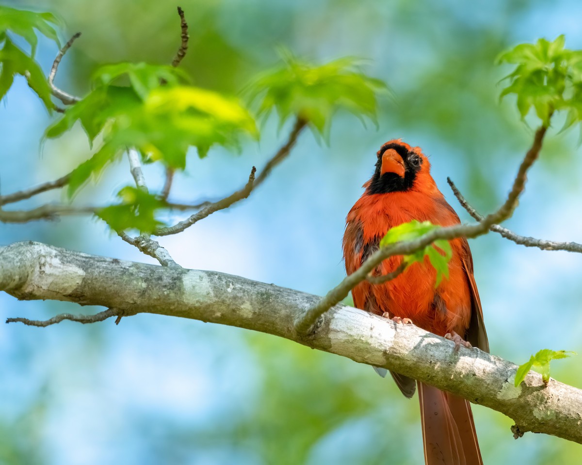 Northern Cardinal - ML558615351