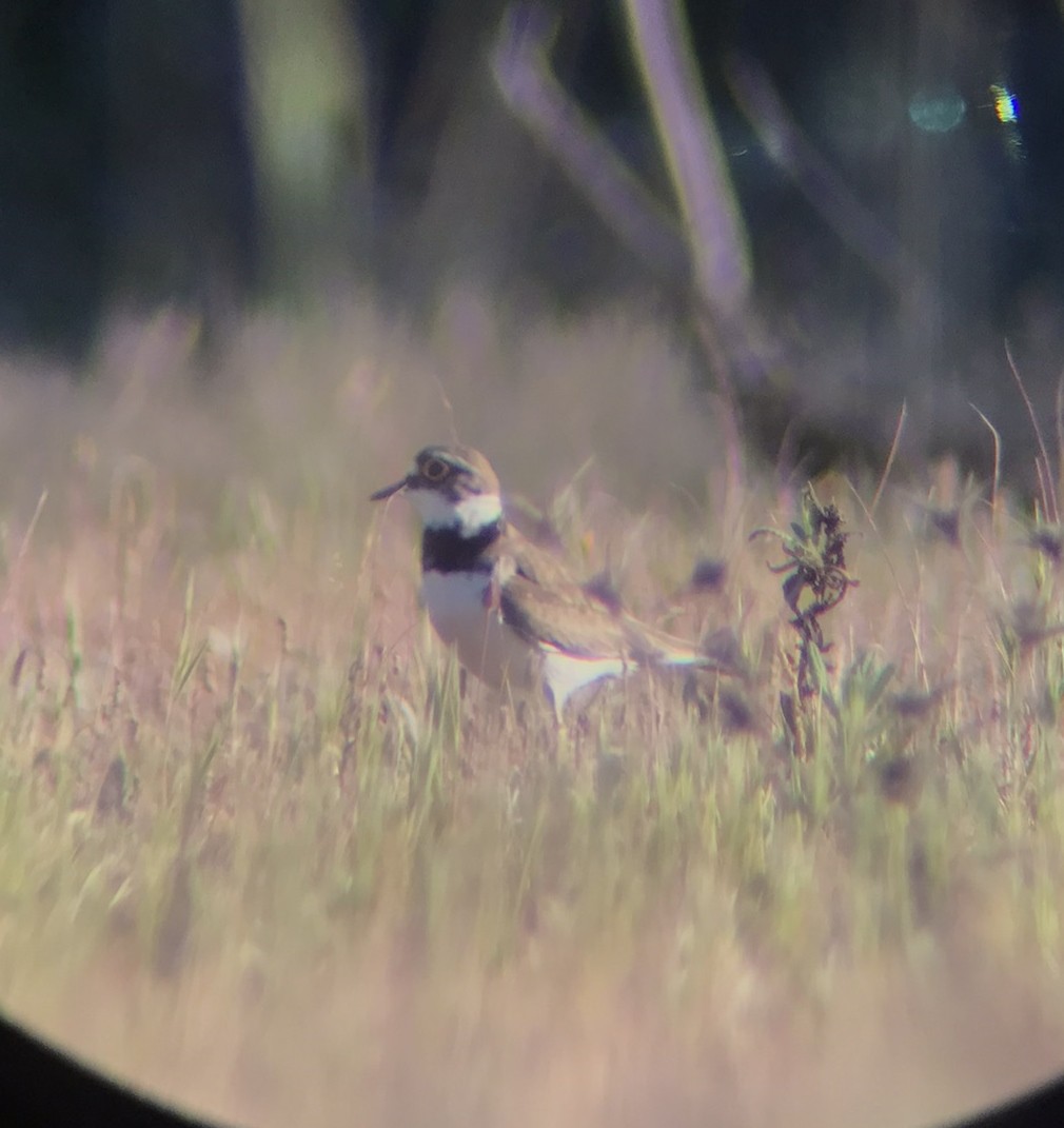 Little Ringed Plover - Alexandre Mota