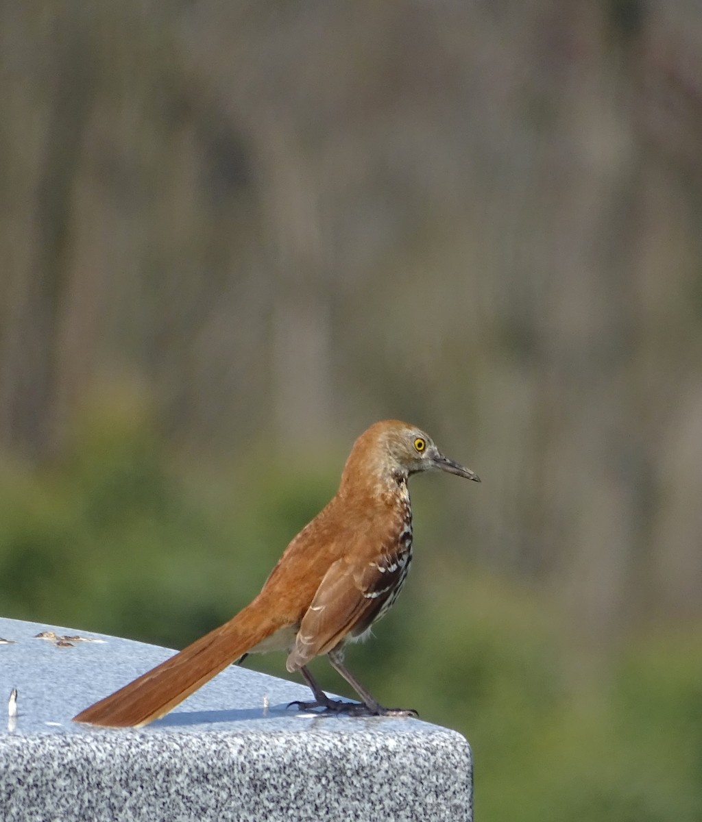 Brown Thrasher - ML558616281