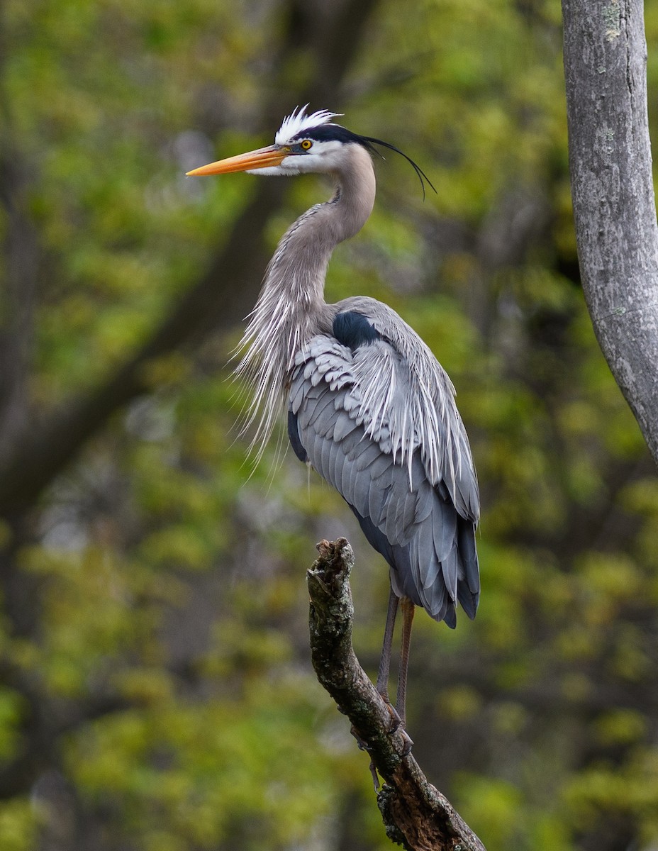 Great Blue Heron - ML558619071