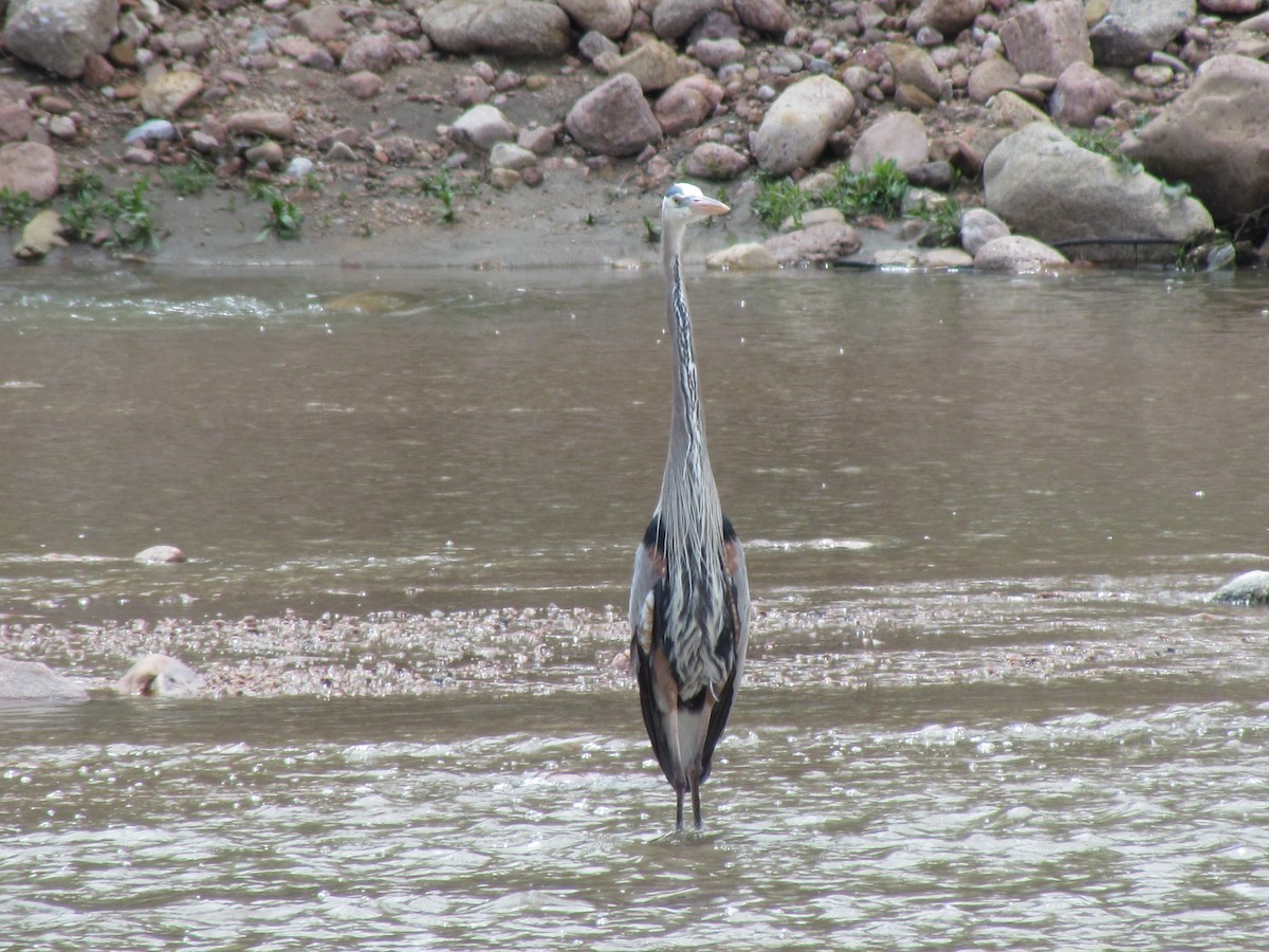 Great Blue Heron - ML55861951