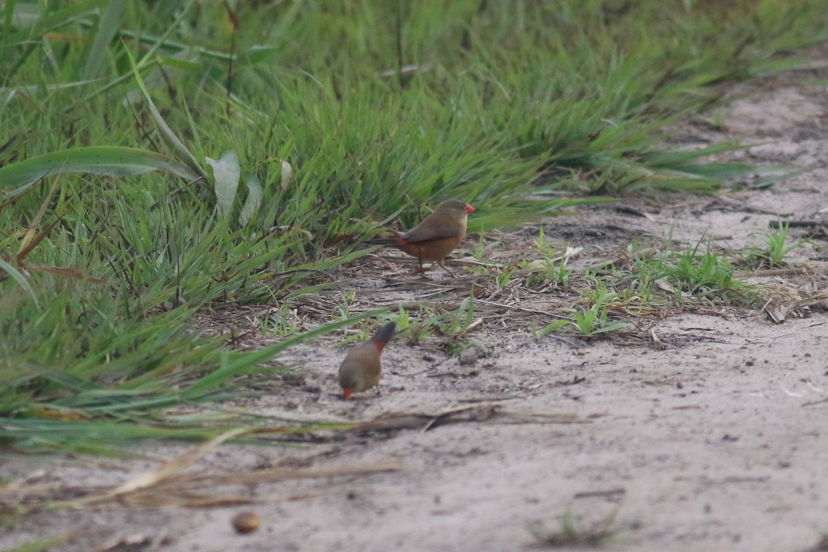 Anambra Waxbill - Mathias D'haen