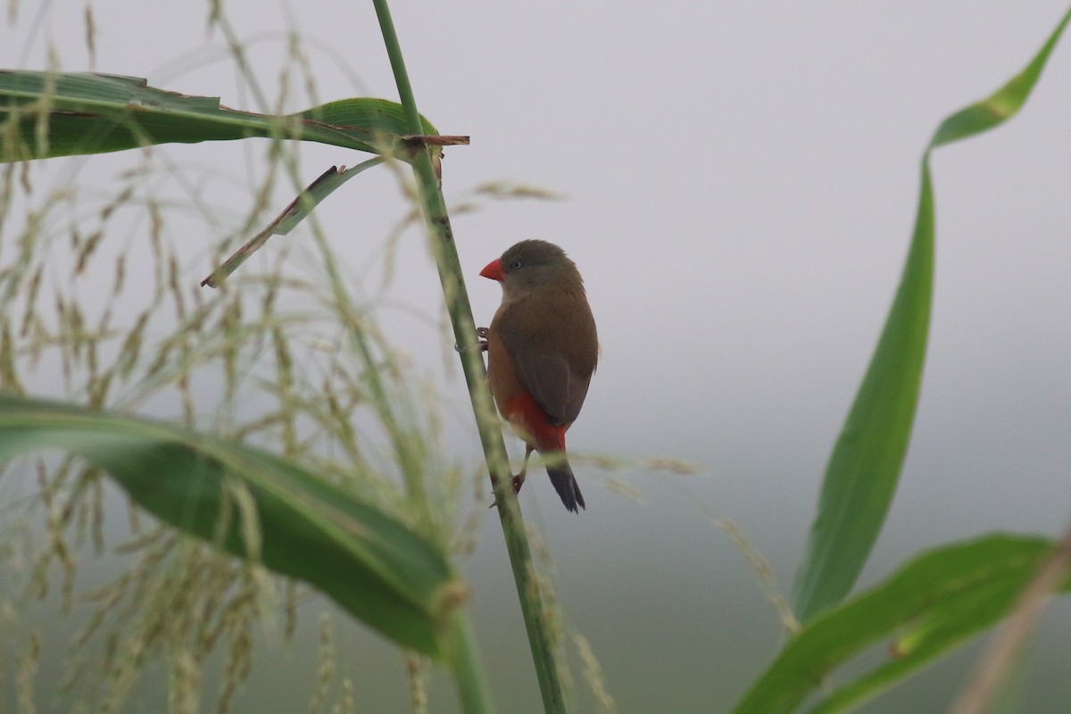 Anambra Waxbill - ML558620111