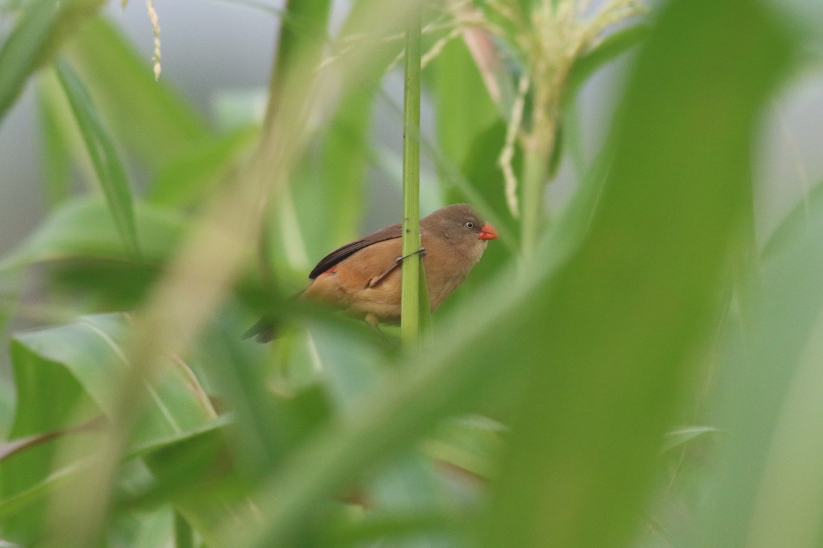 Anambra Waxbill - Mathias D'haen