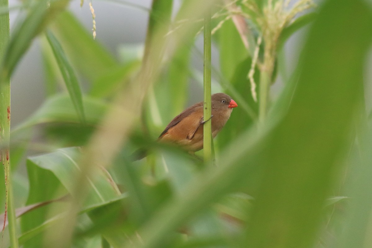 Anambra Waxbill - Mathias D'haen