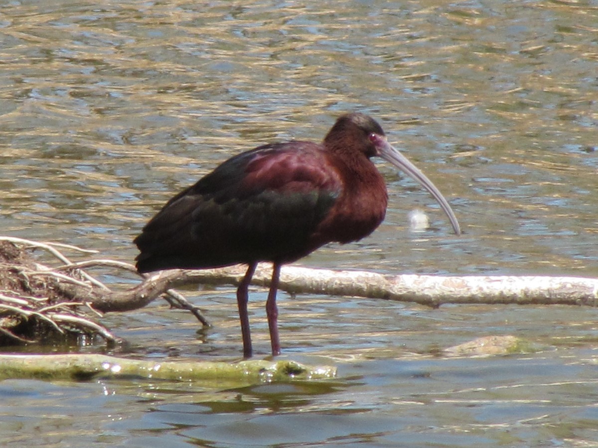 White-faced Ibis - ML55862021