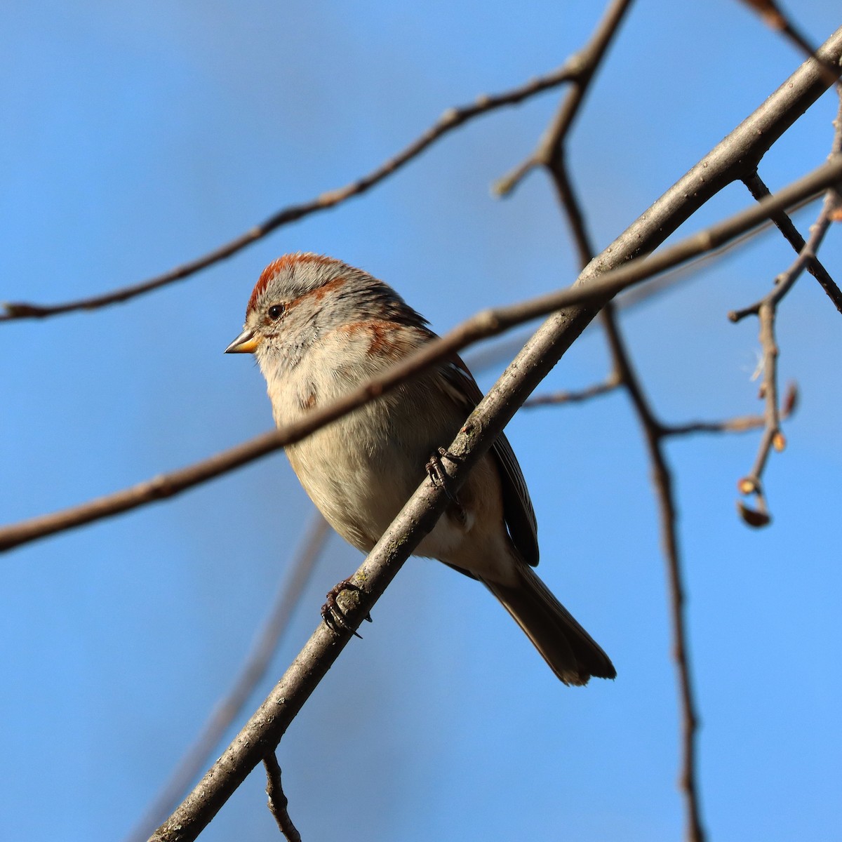 American Tree Sparrow - ML558620231