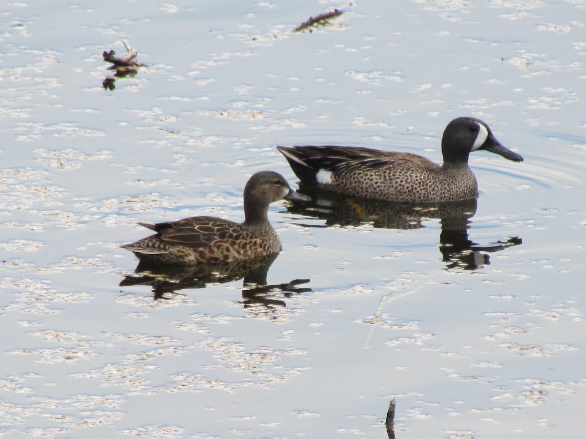 Blue-winged Teal - ML55862041