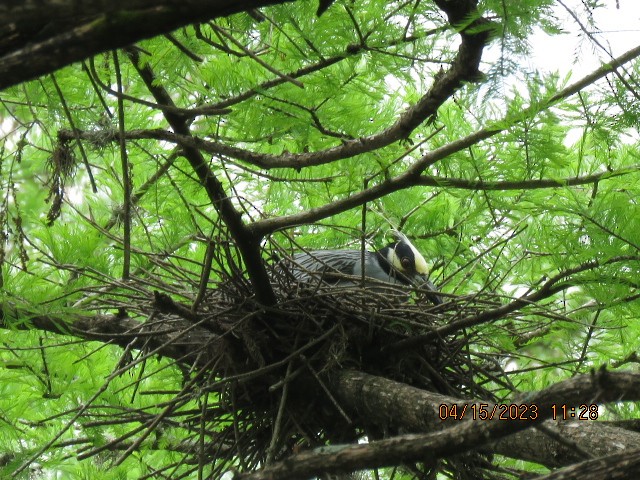 Yellow-crowned Night Heron - ML558621391