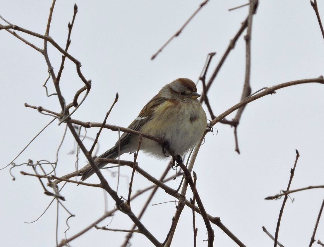 American Tree Sparrow - ML558622091