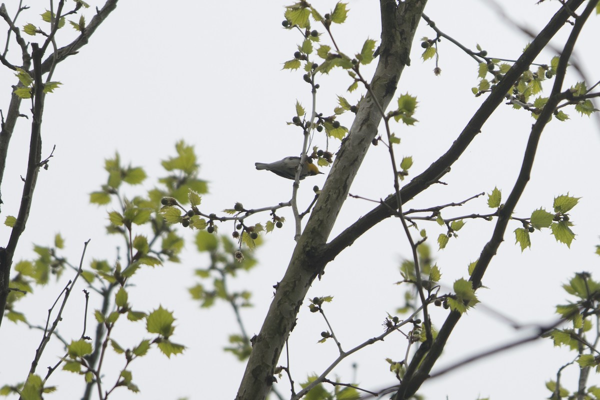 Yellow-throated Warbler - ML558622211