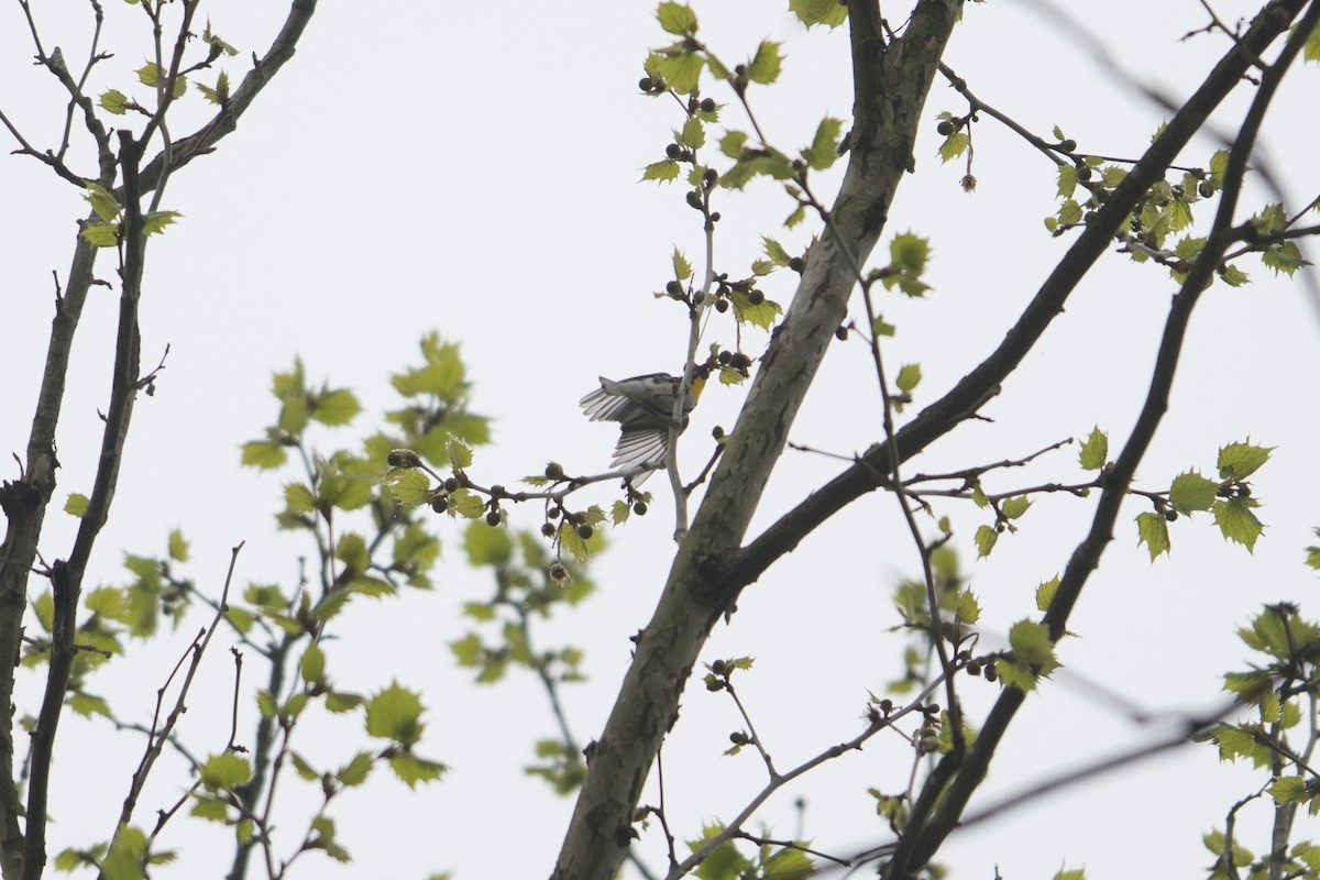 Yellow-throated Warbler - ML558622221