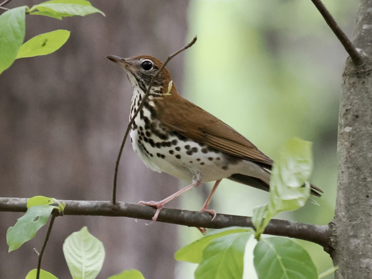 Wood Thrush - ML558622591