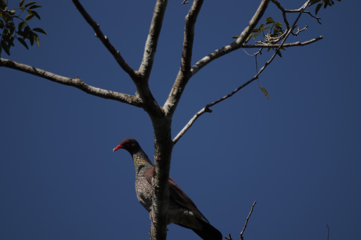 Scaled Pigeon - ML558622801