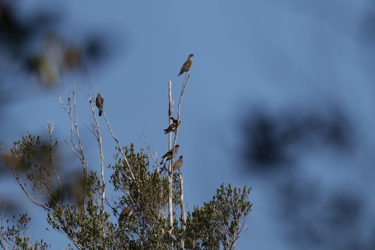 Scaled Pigeon - ML558622821