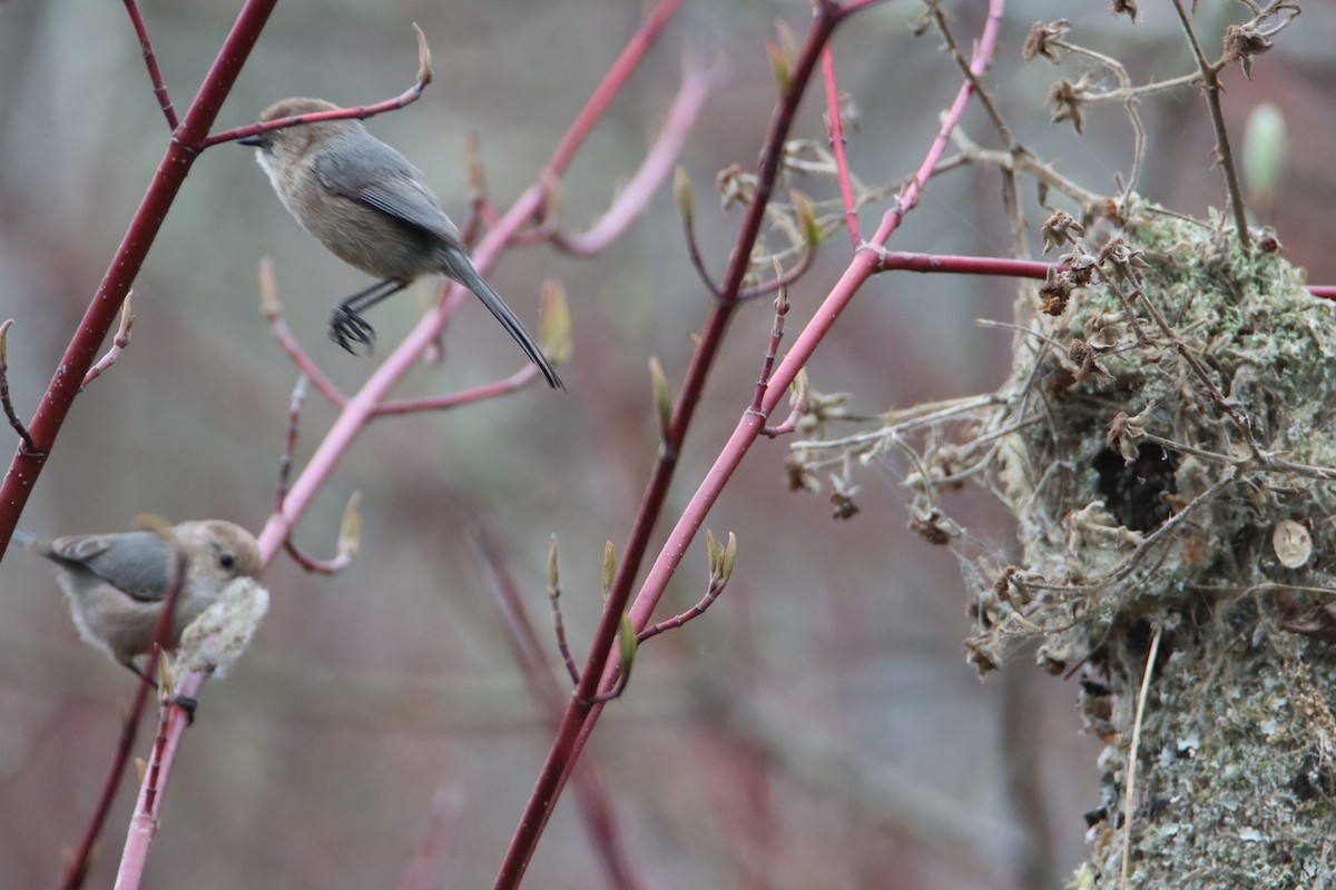 Bushtit - ML558622901