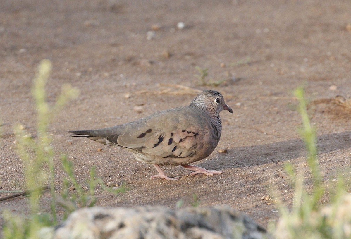 Common Ground Dove - ML558623471