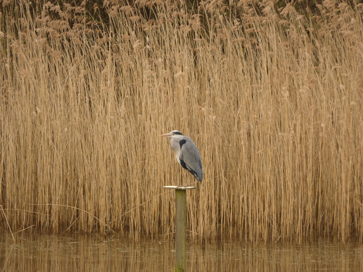 Gray Heron - ML558624031