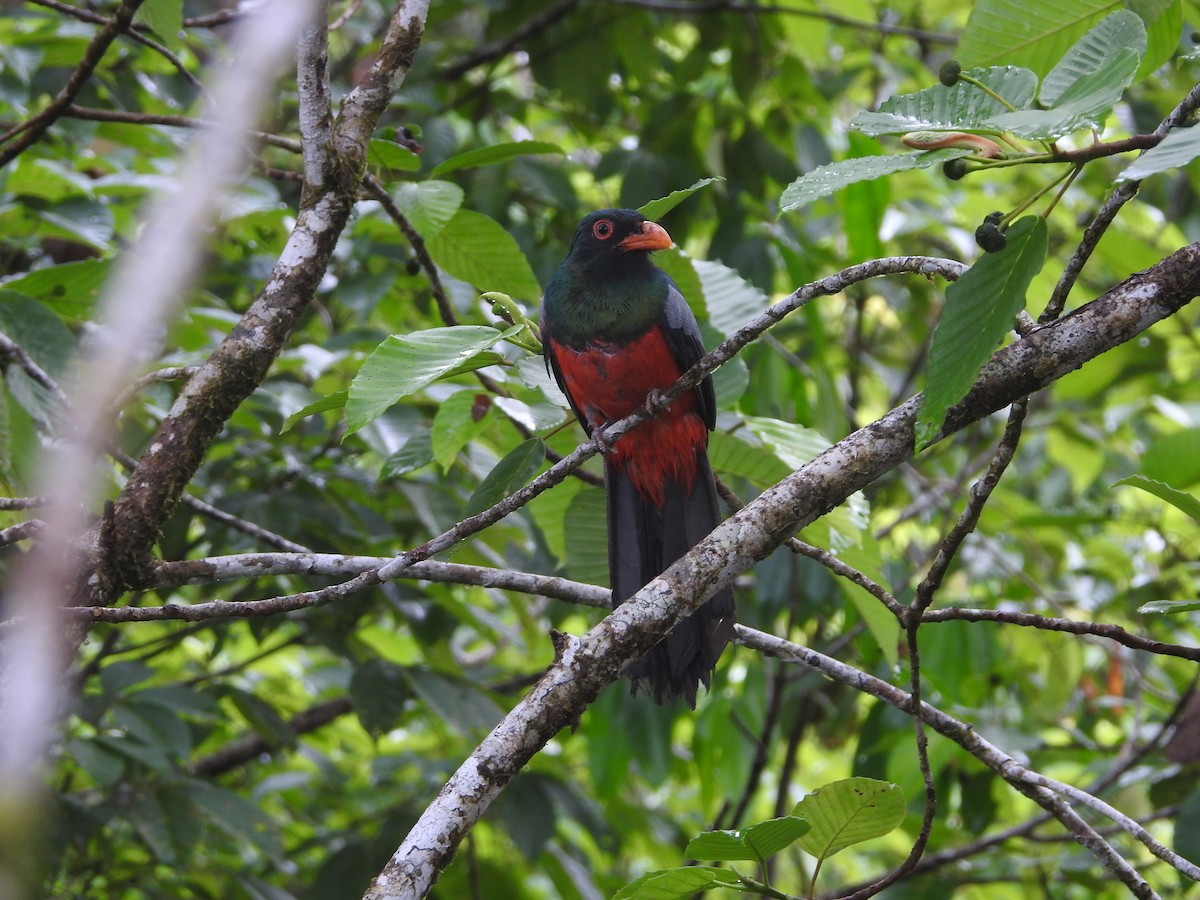 Slaty-tailed Trogon - ML558624981
