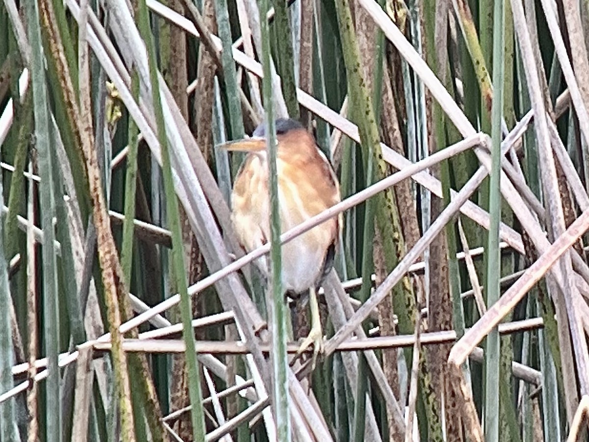 Least Bittern - ML558625231