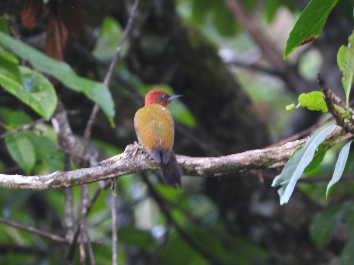 Rufous-winged Woodpecker - ML558625361
