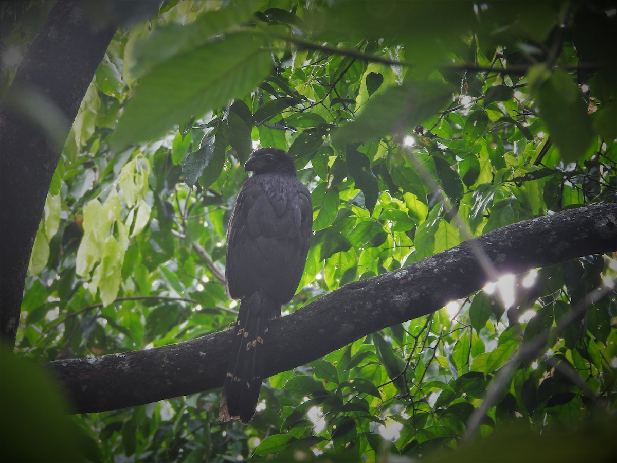 Collared Forest-Falcon - ML558625621