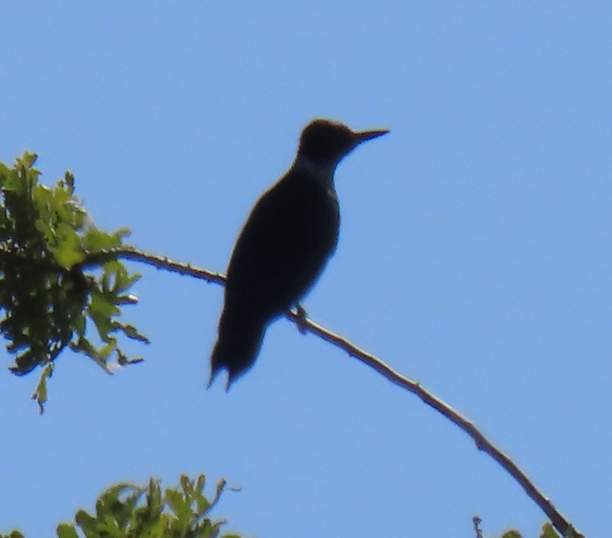 Lewis's Woodpecker - ML558627741