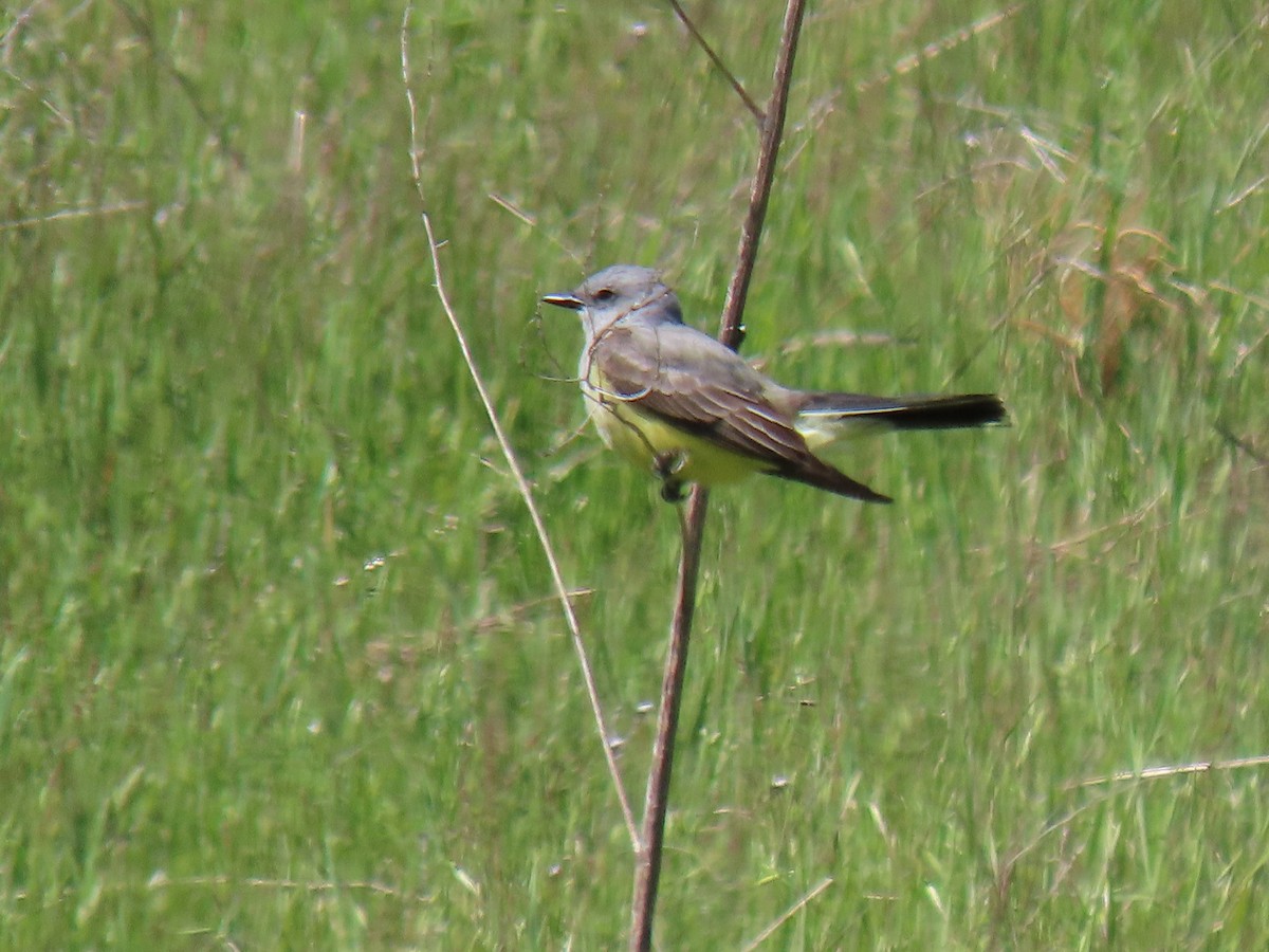 Western Kingbird - ML558627851