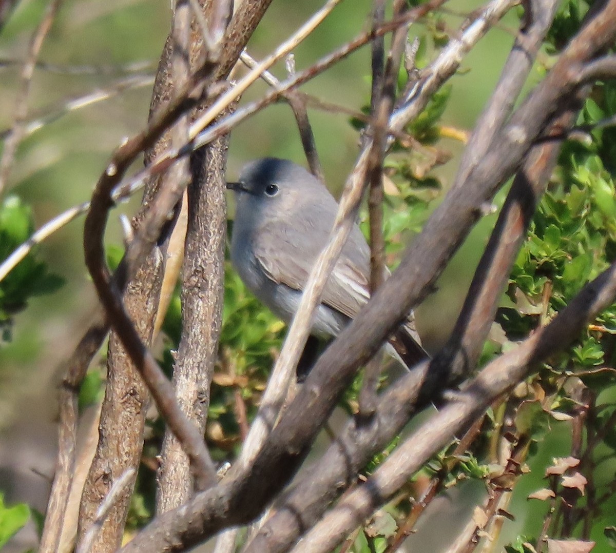 Blue-gray Gnatcatcher - ML558628151