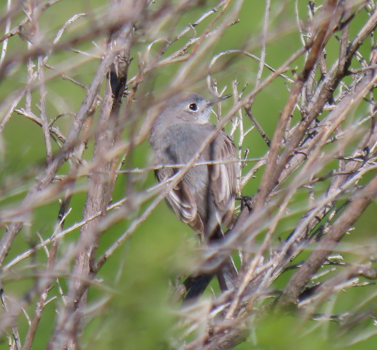 Blue-gray Gnatcatcher - ML558628161