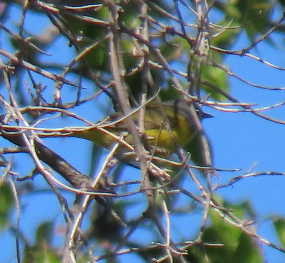 Nashville Warbler - ML558628281
