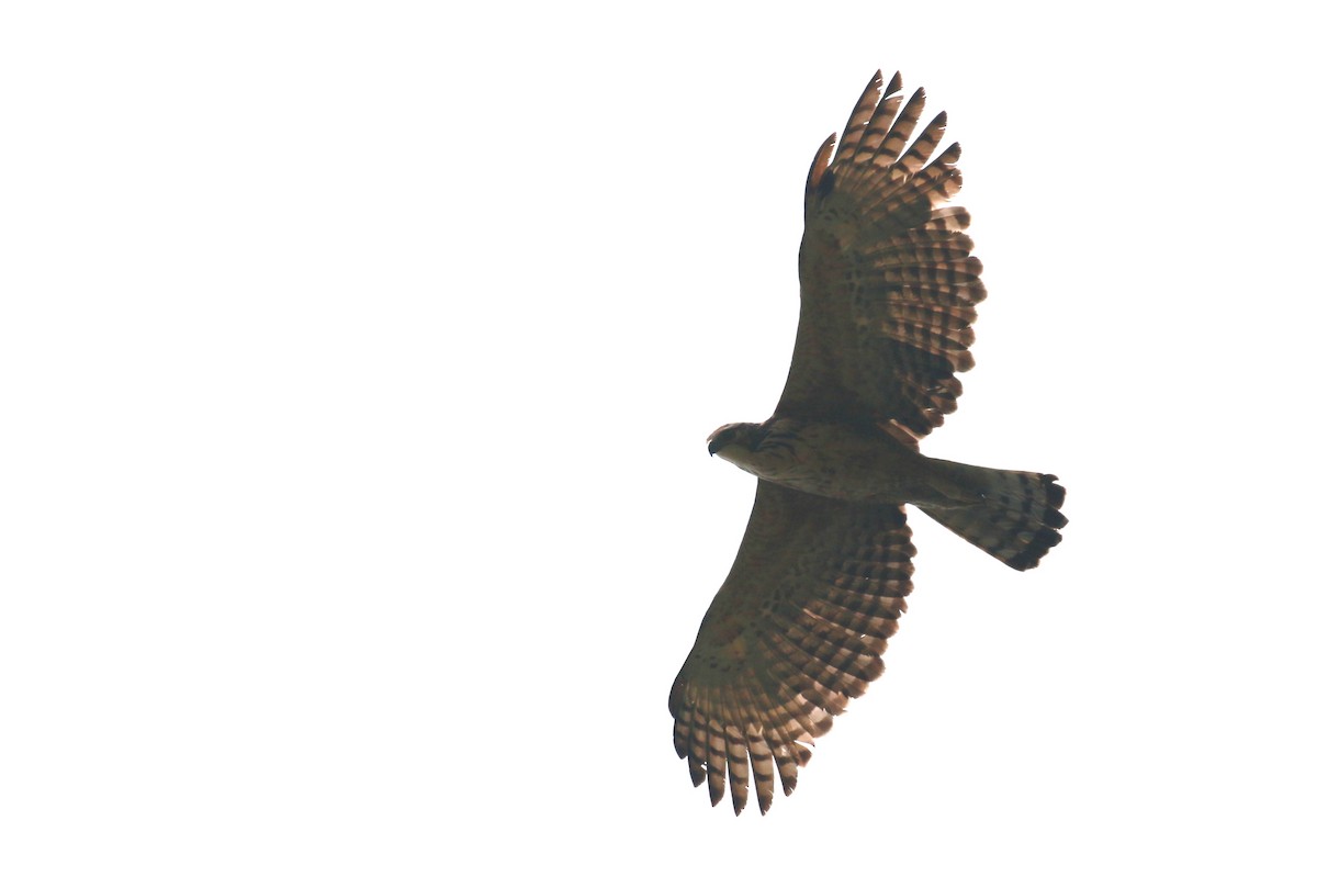 orel horský - ML558628441