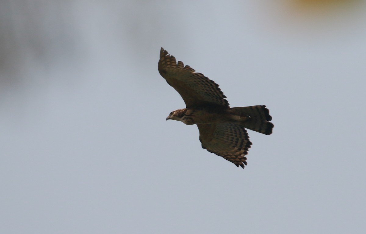 orel horský - ML558628451