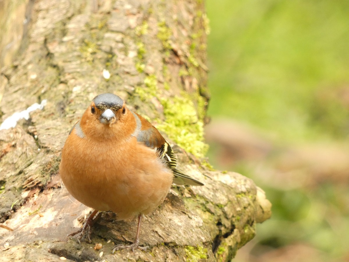 Common Chaffinch - ML558628901