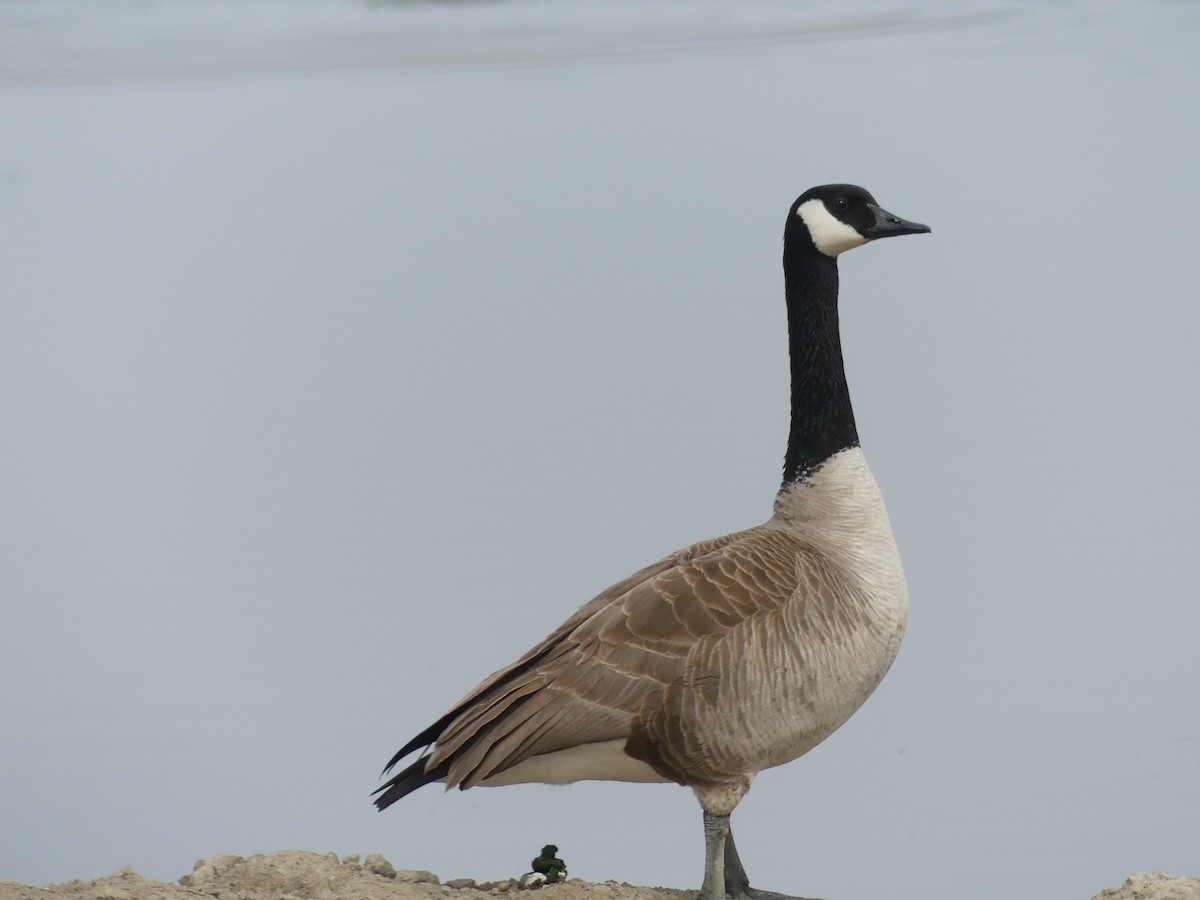 Canada Goose - Felip Holbrook