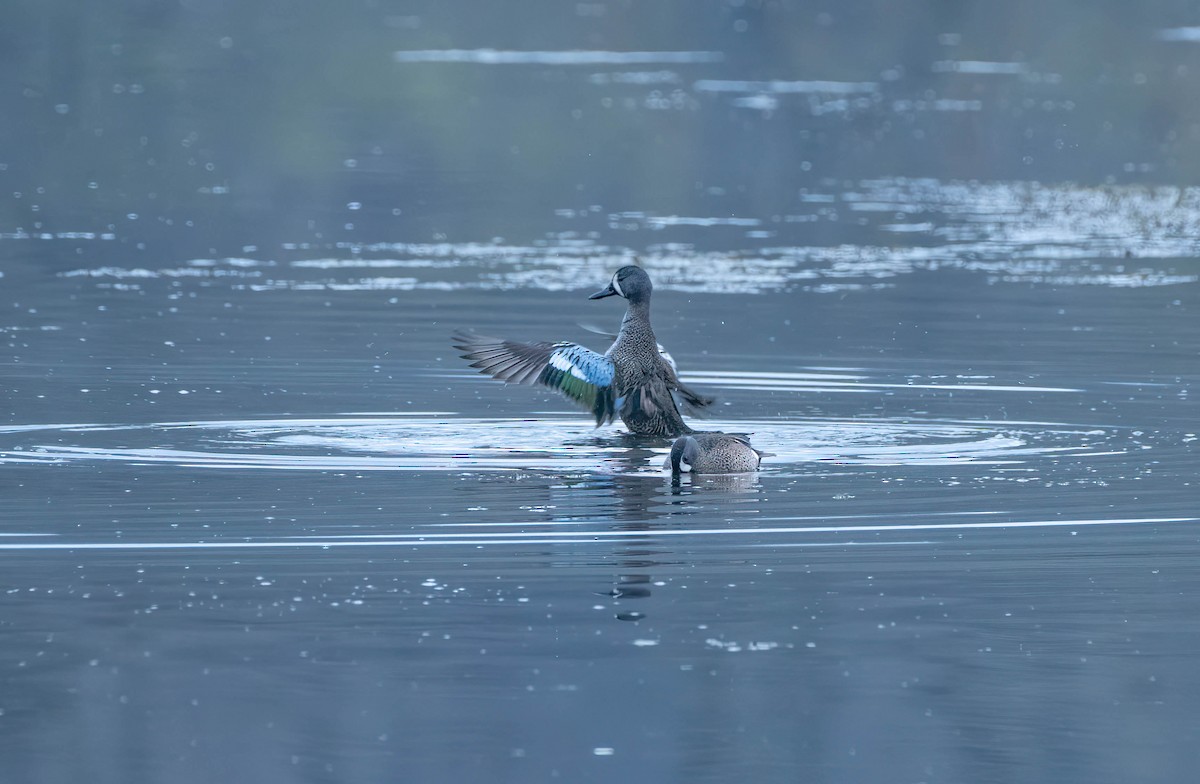 Blue-winged Teal - ML558631761