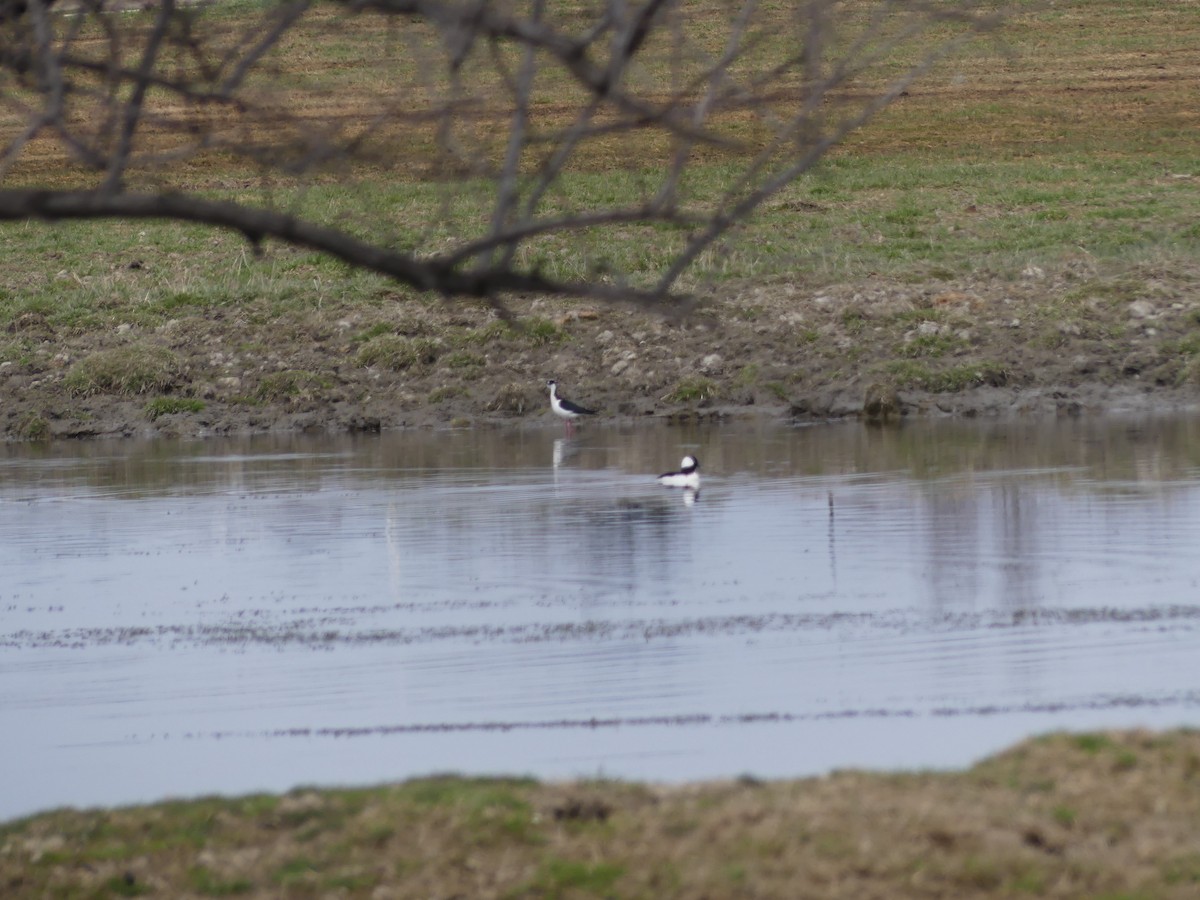 Bufflehead - ML558632141