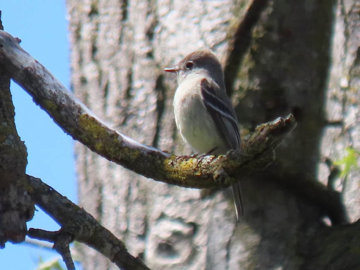 Hammond's Flycatcher - ML558632811