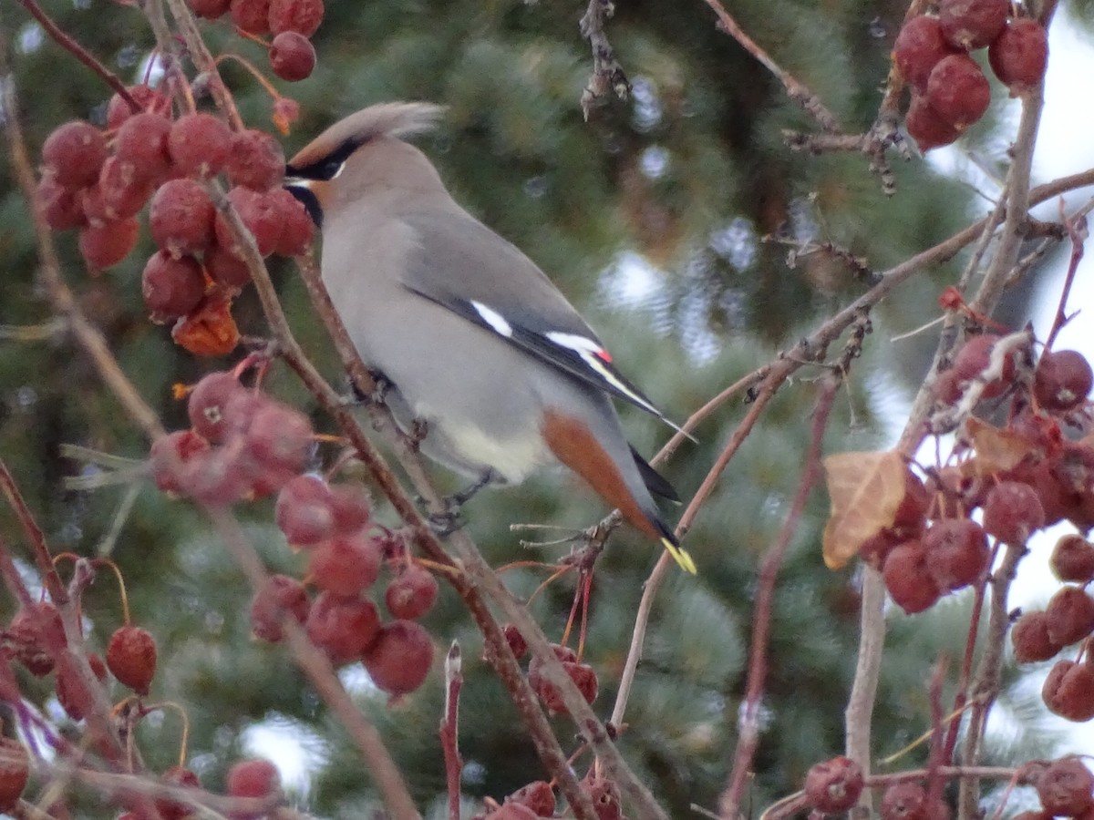 Bohemian Waxwing - ML558633931