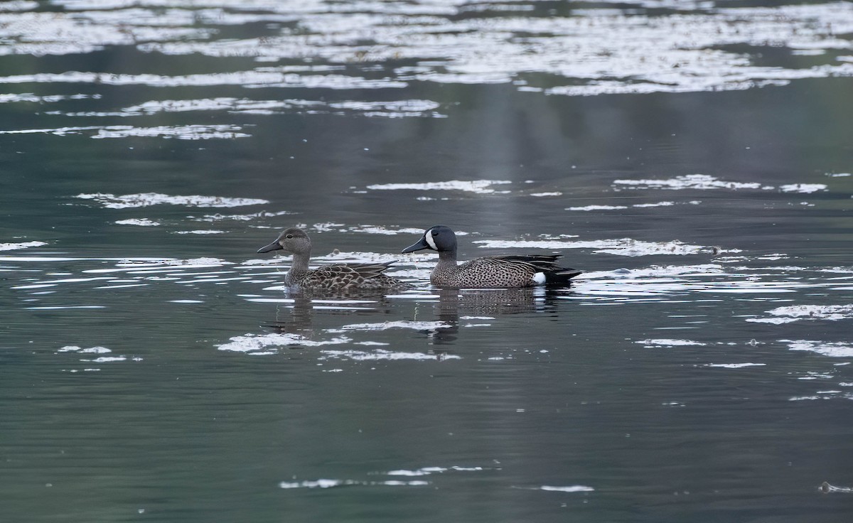 Blue-winged Teal - ML558633971