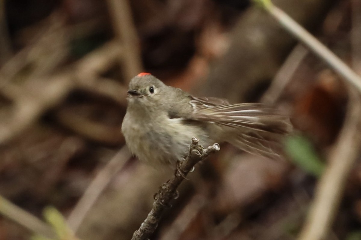 Ruby-crowned Kinglet - ML558634071