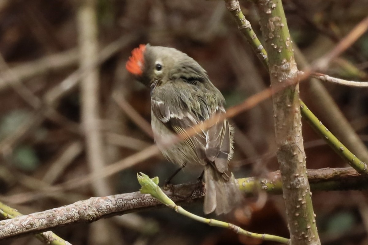 Roitelet à couronne rubis - ML558634101